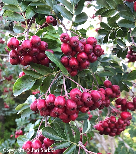 Sorbus 'Granatnaja'